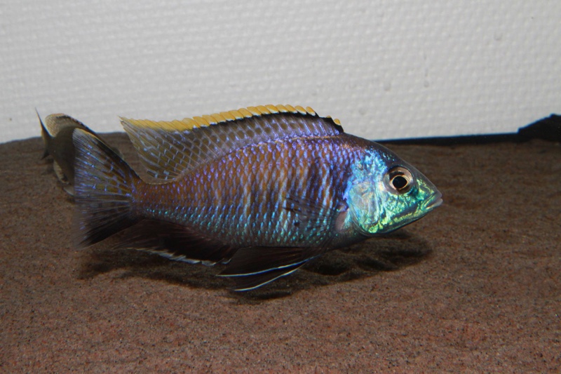 Placidochromis sp. 'blue otter' Tsano Rock